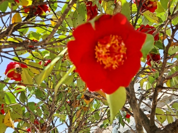 uploaded_69f9db3280314.jpg